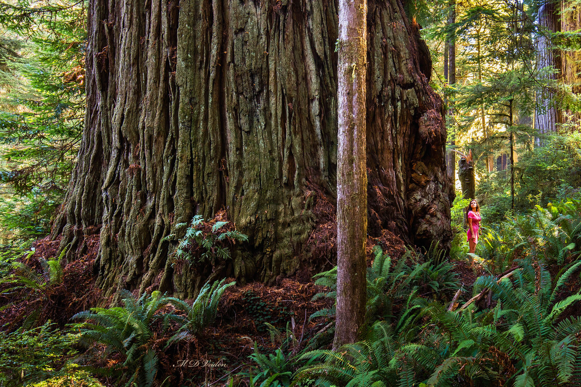 Tree Hunters Part III – GothicTrees