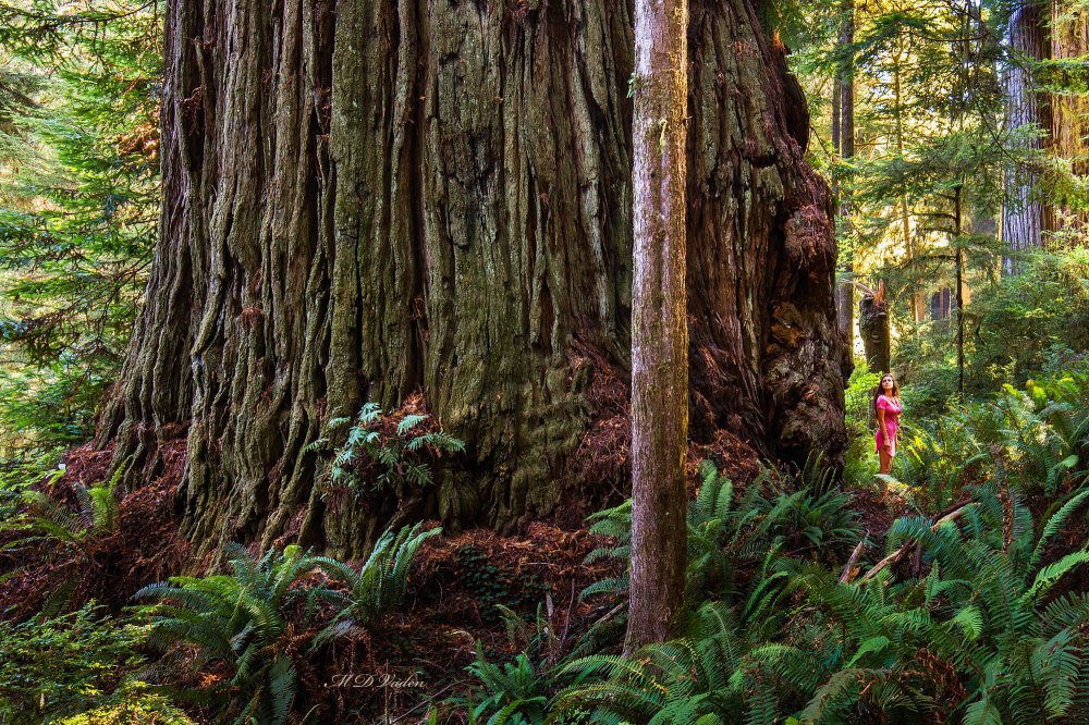 largest_biggest_coast_redwood_2000