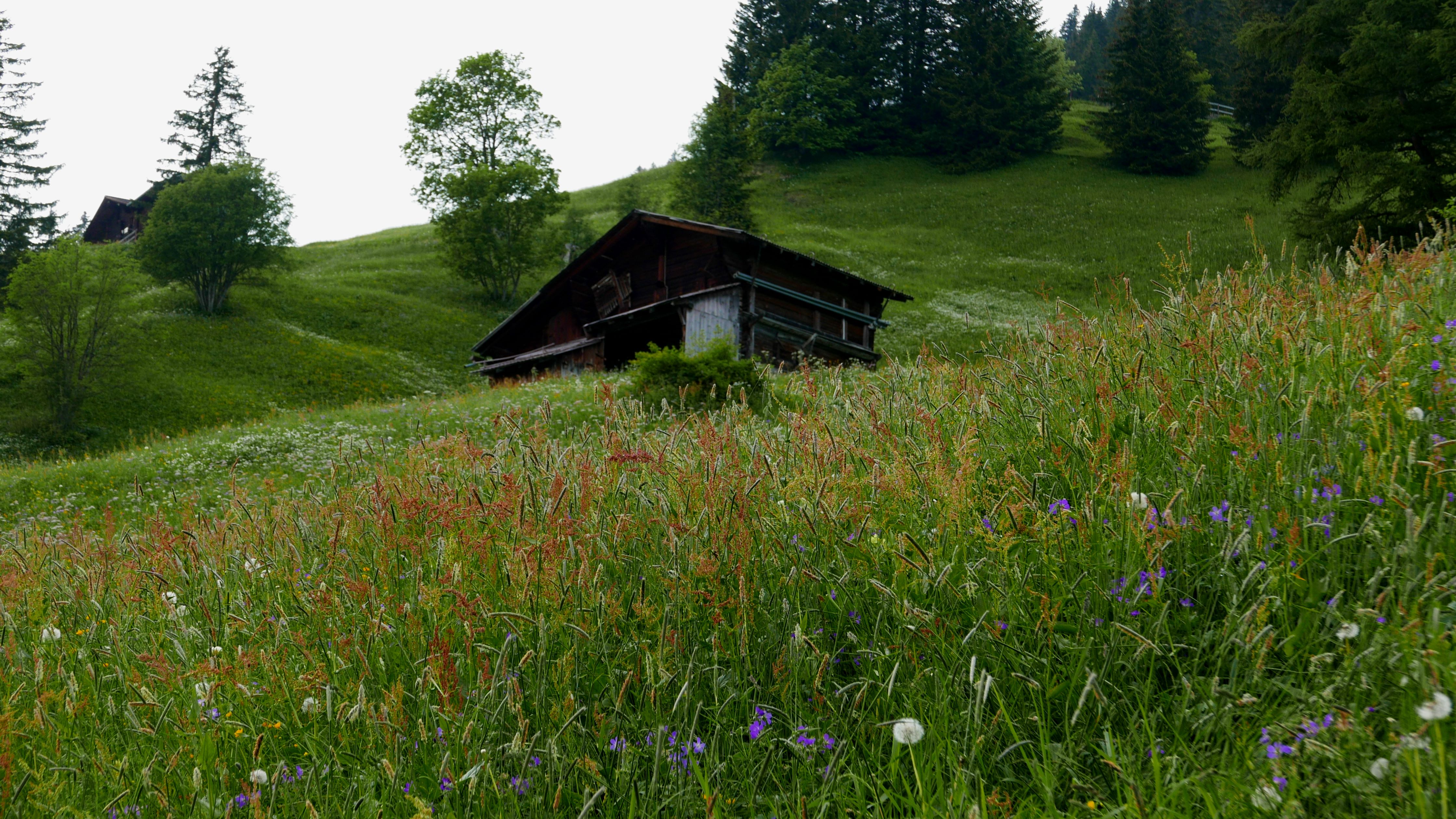 Gimmelwaldflowers2015